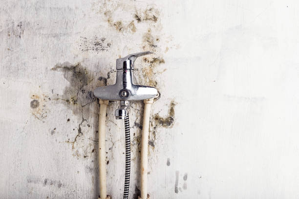 Best Health and Safety Mold Remediation in Choccolocco, AL