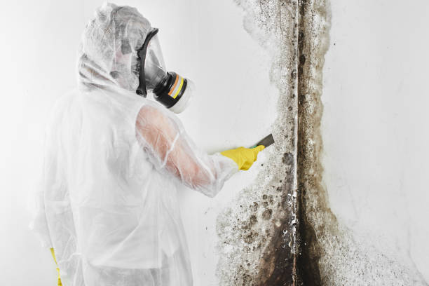 Best Attic Mold Remediation in Choccolocco, AL