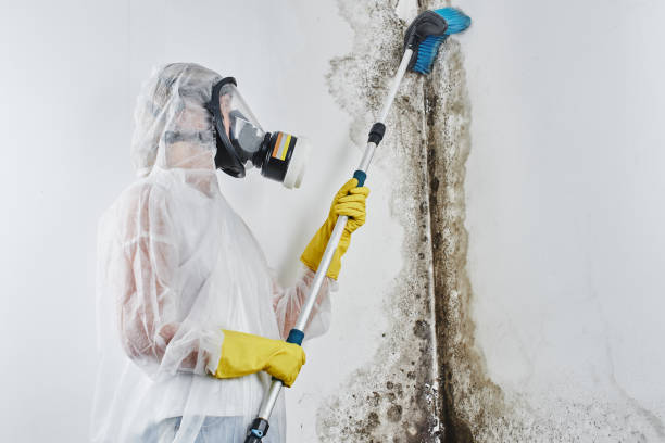 Best Commercial Mold Remediation in Choccolocco, AL