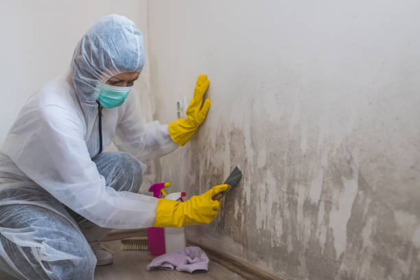 Best Residential Mold Remediation in Choccolocco, AL