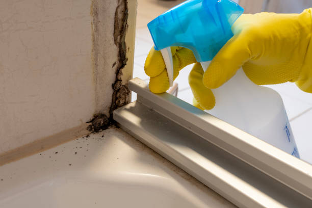 Best DIY Mold Remediation Support Services in Choccolocco, AL