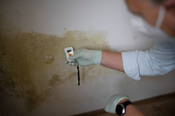 Best Insurance-Related Mold Remediation in Choccolocco, AL