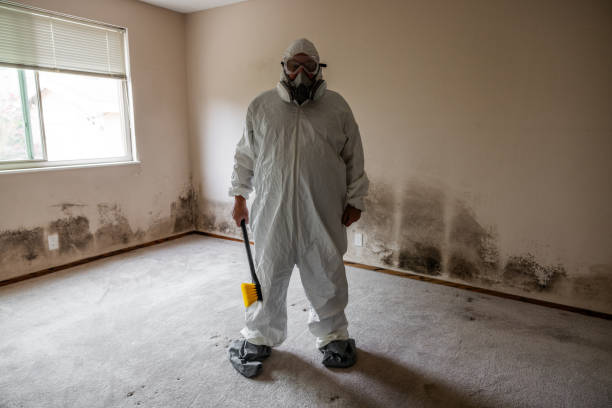 Best Post-Flood Mold Remediation in Choccolocco, AL