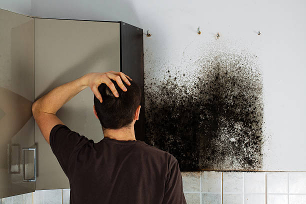Professional Mold Remediation in Choccolocco, AL